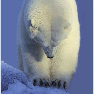 Meet your Posher, Leona